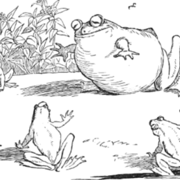 rana vanagloriosa