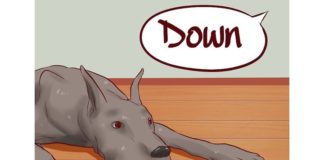 Valditara ad Anvur: basta simulazioni VQR dei collegi di dottorato. E Anvur obbedisce.