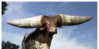 Le tesi delle ministre e l’occhio della stampa