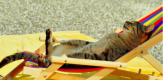 ROARS va in vacanza, ma …