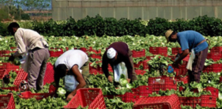 Istruzione e mercato del lavoro: luoghi comuni per il Primo maggio