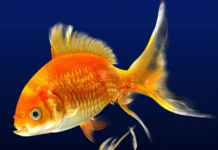 Tre libri sull’università (e l’orizzonte che non si vede)