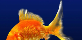 Tre libri sull’università (e l’orizzonte che non si vede)