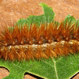 Spilarctia_luteum_larva (1)